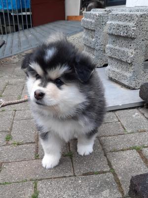 images/J-Wurf/Jennifer Rush/Jennifer-Rush-6.jpg